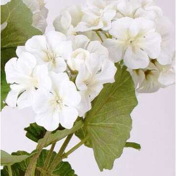 Luxurious 17 Inch White Geranium Bush - Realistic Artificial Flowers