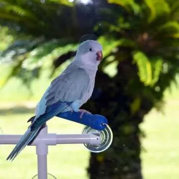 Super Bird Creations - SB126 Fold-Away Shower Window Perch - Ringnecks Medium Conures Parrots- Multi-Functional Bird Stand w/Heavy Duty Suction Cups - Stimulating Bird Toys for Large & Medium Birds