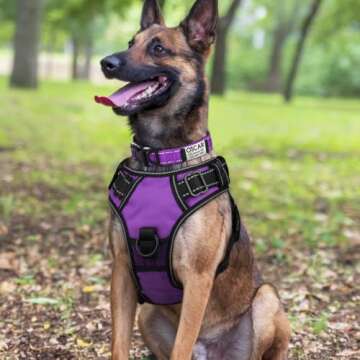 Joytale Personalized Dog Collars, Reflective Nylon Collar with Engraved Name Plate, Customized for Large Dogs, Purple, L