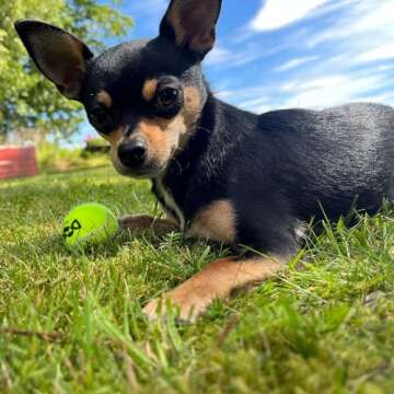 insum Dog Tennis Balls 12 Pack - Safe Non-Toxic Fetch Toys