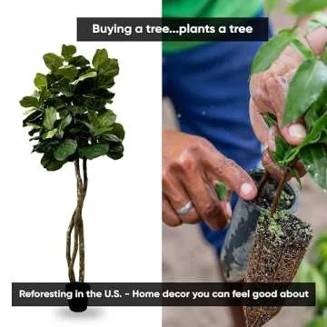 Cypress & Alabaster Handmade 6ft Fiddle Leaf Fig Tree - Eco-Friendly Decor with Real Wood Trunks