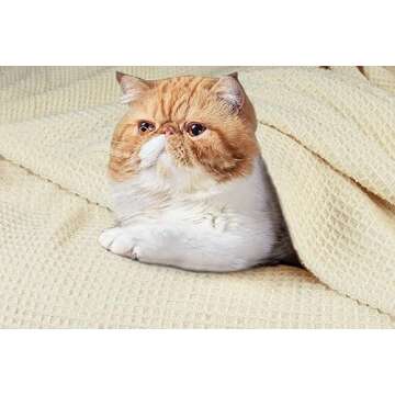 Tex Trend Ivory Waffle Blanket – 100% Cotton Blankets Queen Size – Breathable and Soft for Summer Spring – Suitable for Bed Layering, Sofa and Couch - Ivory (90”x90”)