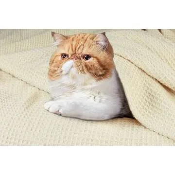 Tex Trend Ivory Waffle Blanket – 100% Cotton Blankets Queen Size – Breathable and Soft for Summer Spring – Suitable for Bed Layering, Sofa and Couch - Ivory (90”x90”)