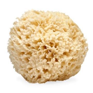 LATHER - Natural Sea Wool Sponge, 5-6" - Organic Exfoliating Body Scrubber - Soft, Gentle Cleansing ...