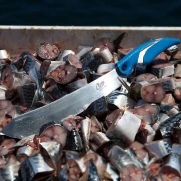 CUDA 10" Butcher Saltwater Wide Blade Oversized Backbone Titanium Bonded Corrosion Resistant Stainle...