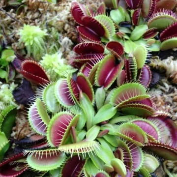 Professional Carnivorous Plant Soil 2.2 Quarts Ready to Use