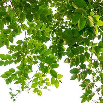 Jobe’s Slow Release Tree and Shrub Fertilizer Spikes, Easy Plant Care for Oak, Maple, Dogwood, Boxwood, and Many More Acid Loving Trees and Shrubs, 15 Count