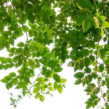 Jobe’s Slow Release Tree and Shrub Fertilizer Spikes, Easy Plant Care for Oak, Maple, Dogwood, Boxwood, and Many More Acid Loving Trees and Shrubs, 15 Count