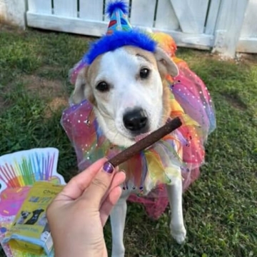 Chippin Soft Dog Treats - Wild-Caught Fish & Pumpkin Jerky