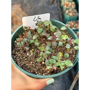 ROSEWINKLE 1000+ Multicolor Climbing Rose Seeds for Gardens & Decor Essentials