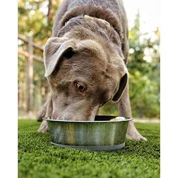 HeavyBowl - 2.5 lb Weighted Dog Bowl - No Slip, No Tip - Heavy Stainless Steel Dog Bowl with Silicone Rubber Foot
