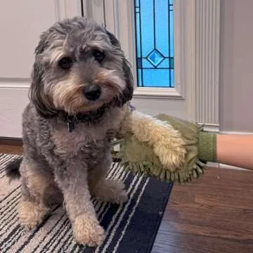 SPOT Clean Paws Microfiber Mitt for Dogs - Super Absorbent