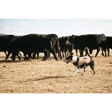 Carhartt Insulated Dog Chore Coat for Small Dogs