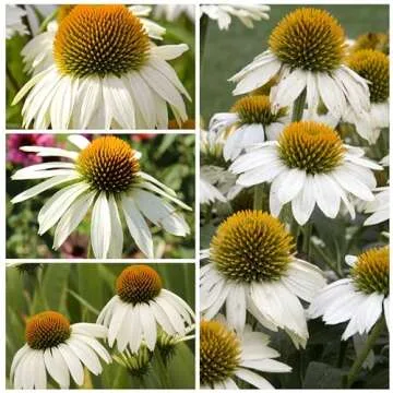 Seed Needs White Swan Coneflower Seeds for Planting Echinacea - Heirloom & Open Pollinated Perennial Flower - Attract Pollinators to a Butterfly Garden (1 Pack)