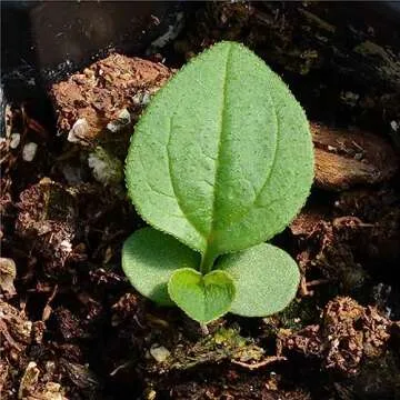 Seed Needs White Swan Coneflower Seeds for Planting Echinacea - Heirloom & Open Pollinated Perennial Flower - Attract Pollinators to a Butterfly Garden (1 Pack)