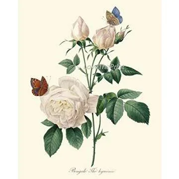 LoveThePrint Beautfiul Shabby Chic Roses Botanical Wall Art Home Decor Print Set of 9 Antique French English Garden Pink Yellow White Nature Large Size Interior Design Floral Gallery Giclee Unframed