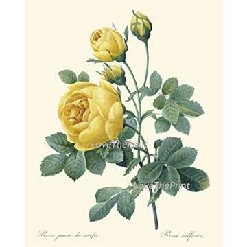 LoveThePrint Beautfiul Shabby Chic Roses Botanical Wall Art Home Decor Print Set of 9 Antique French English Garden Pink Yellow White Nature Large Size Interior Design Floral Gallery Giclee Unframed