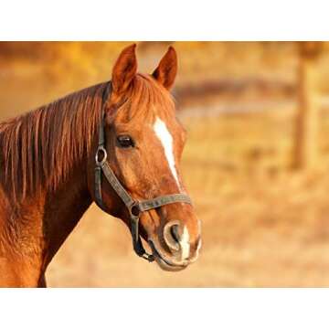 Horsemen's Pride 10" Peppermint Scented Jolly Ball