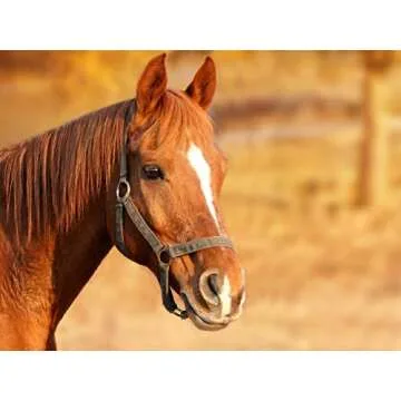 Horsemen's Pride 10" Peppermint Scented Jolly Ball