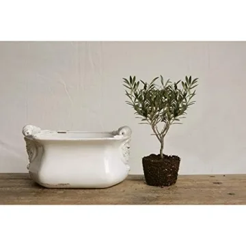 Elegant White Terracotta Cache Pot for All Plants