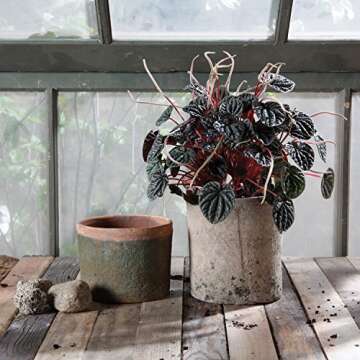 Rustic Terra Cotta Cylinder Plant Pots - Premium Quality