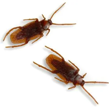 Realistic Fake Cockroaches Pack of 100 for Pranks