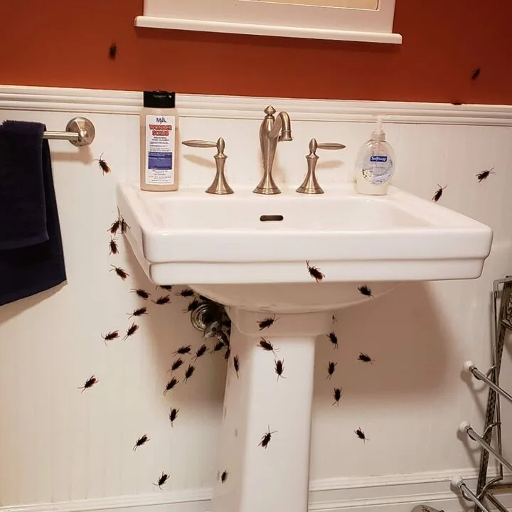 Realistic Fake Cockroaches Pack of 100 for Pranks