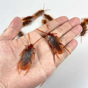 Realistic Fake Cockroaches Pack of 100 for Pranks