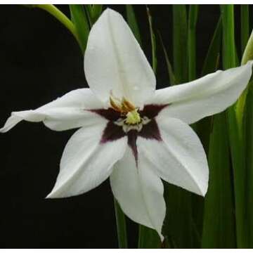 (5) Acidanthera Murielae Peacock Orchid Lily Bulbs for Vibrant Gardens