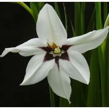 (5) Acidanthera Murielae Peacock Orchid Lily Bulbs for Vibrant Gardens
