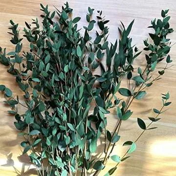Dried Eucalyptus Leaves for Home and Wedding Decor