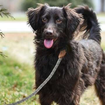 Mile High Life | Mountain Climbing Dog Rope Leash with Heavy Duty Metal Sturdy Clasp | Genuine Leath...