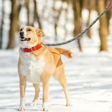 Mile High Life | Mountain Climbing Dog Rope Leash with Heavy Duty Metal Sturdy Clasp | Genuine Leather Tailored Connection with Strong Stitches (White, 72 Inch (Pack of 1))