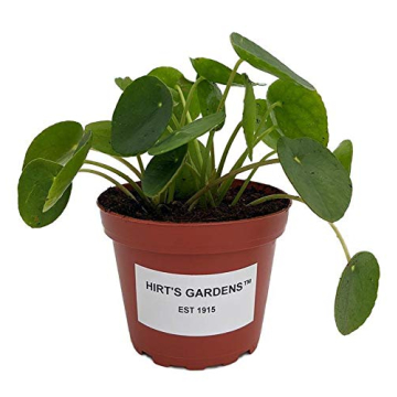 Hirt's Gardens Chinese Money Plant - Stylish & Lucky