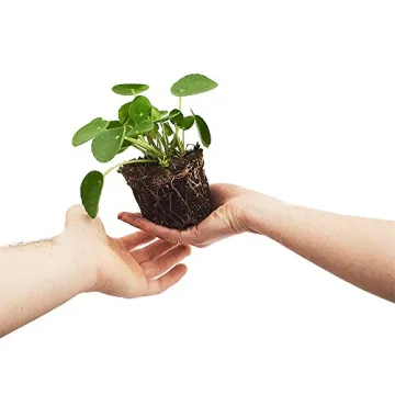 Hirt's Gardens Chinese Money Plant - Stylish & Lucky