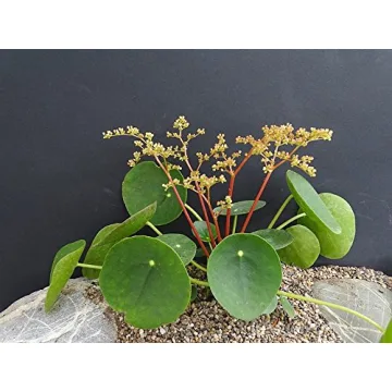 Hirt's Gardens Chinese Money Plant - Stylish & Lucky