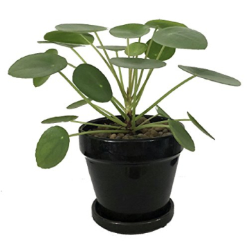 Hirt's Gardens Chinese Money Plant - Stylish & Lucky