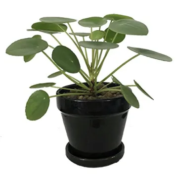 Hirt's Gardens Chinese Money Plant - Stylish & Lucky