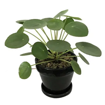 Hirt's Gardens Chinese Money Plant - Stylish & Lucky