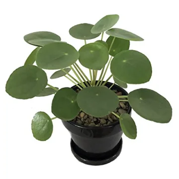 Hirt's Gardens Chinese Money Plant - Stylish & Lucky