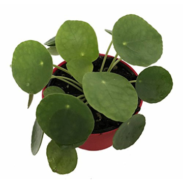 Hirt's Gardens Chinese Money Plant - Stylish & Lucky