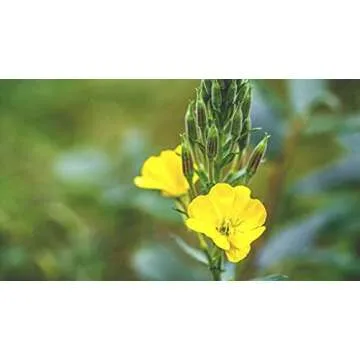Evening Primrose Oil 32 oz - 100% Pure Natural Vegan Oil