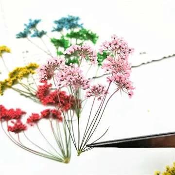 Tiny Natural Pressed Dried Flower Set for Crafting
