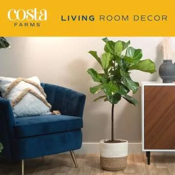 Costa Farms Fiddle Leaf Fig Tree, Ficus Lyrata Live Indoor Floor Houseplant in Decor Planter, Tropical Plant for Home Potted in Soil, Home and Office Decor, Housewarming Gift, 3-4 Feet Tall