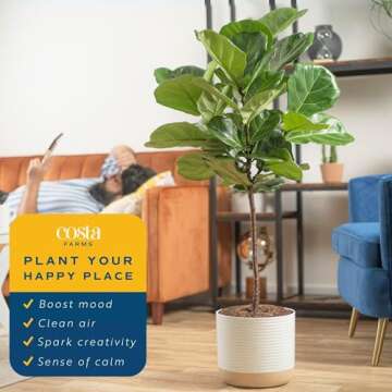 Costa Farms Fiddle Leaf Fig Tree, Ficus Lyrata Live Indoor Floor Houseplant in Decor Planter, Tropical Plant for Home Potted in Soil, Home and Office Decor, Housewarming Gift, 3-4 Feet Tall