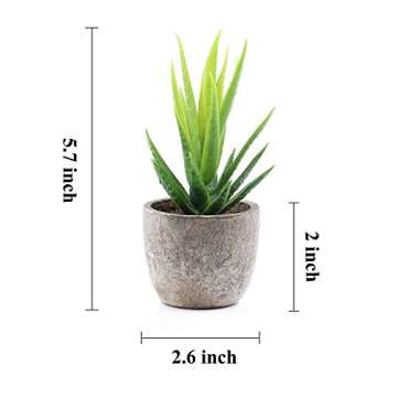 Supla 6 Pcs Assorted Potted Succulent Plants
