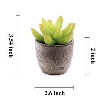 Supla 6 Pcs Assorted Potted Succulent Plants