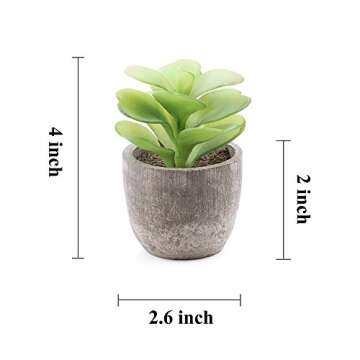 Supla 6 Pcs Assorted Potted Succulent Plants