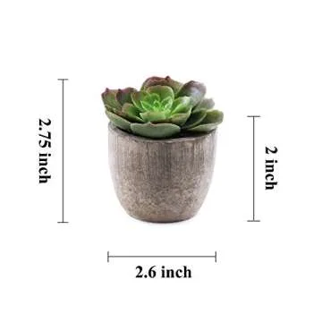 Supla 6 Pcs Assorted Potted Succulent Plants