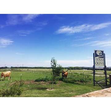 Sola Stella Extra Virgin Olive Oil - Cold Pressed Gourmet EVOO Olive Oil - Uniquely Smooth & Buttery - Perfect for Cooking Baking & Finishing - Award Winning & Made in Texas (16.9 oz, 2 Pack)